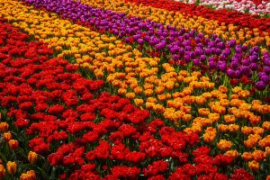 Holland is famous for the Tulips.