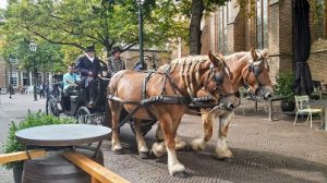 Horse carriage trips are common in Delft which is one of the attractions in Delft.