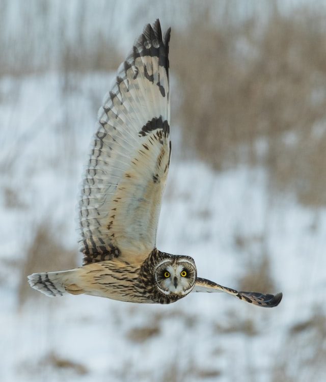 The wildlife in Holland is very diverse and there is the Big5 animals in the Netherlands.