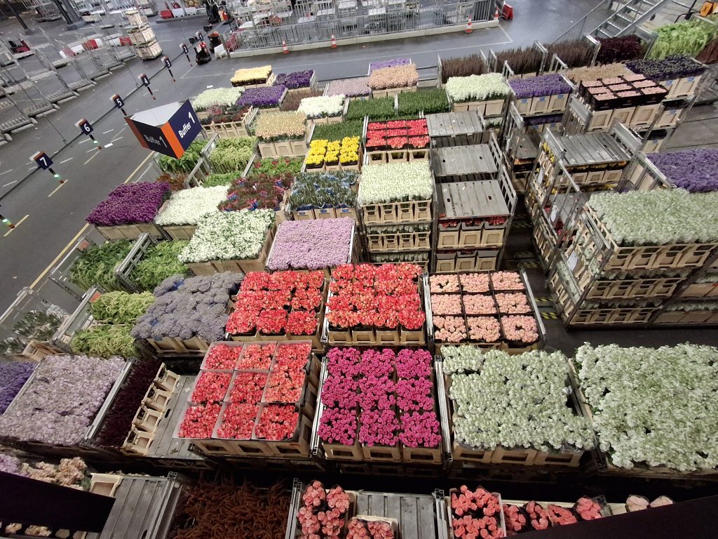 Some of the flowers we will see at the Aalsmeer Flower Auction Tour