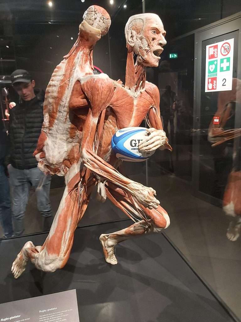 body worlds museum damrak Amsterdam netherlands sport is pleasure